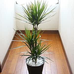 Amazon Co Jp 観葉植物 ドラセナ マジナータ 真実の木 コンシンネ 7号鉢植え ホーム キッチン