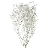 大地農園 プリザーブドフラワー スーパーソフトミニカスミ草(20g入り) DO000020-912