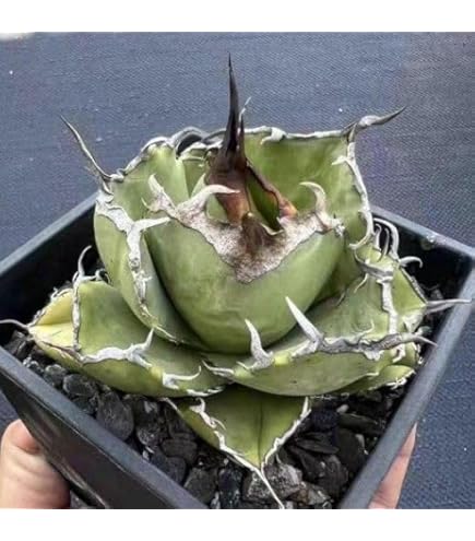 Amazon.co.jp: 高級品種 アガベ チタノタ 麻花龍 子株ブツブツ系 再