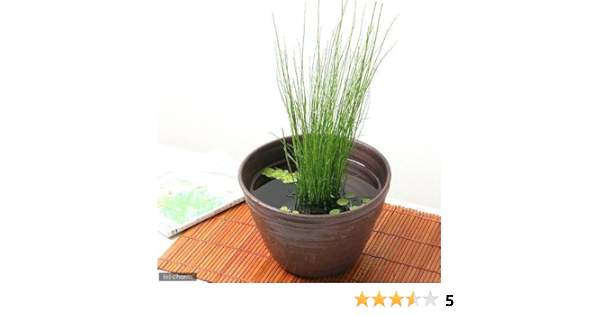Amazon Co Jp 山野草 ミズトクサ 水砥草 １ポット分 ホーム キッチン