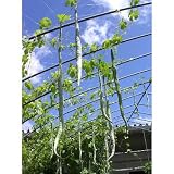 【ノーブランド品】[野菜タネ]へびうり：グリーンナイルの種