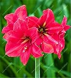 真アマリリス球根、アマリリス球根盆栽花の球根アマリリスRizomas Bulbosバルバドスリリー鉢植えの植木 - 1球13