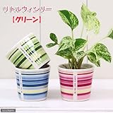 リトルウィンリーの鉢 グリーン(φ6.3×H5.5cm)(ハイドロ苗4.5φに対応)