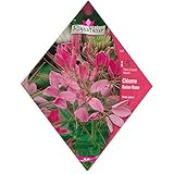 [寒地4～5月/暖地9～10月　まき 花タネ]クレオメ（スパイーダーフラワー）ピンククイーン* ノーブランド品