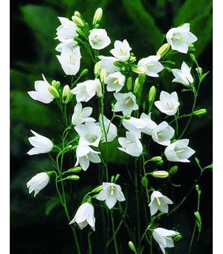 Amazon.co.jp: 宿根草 苗 アストランティア ローマ 10.5cmポット