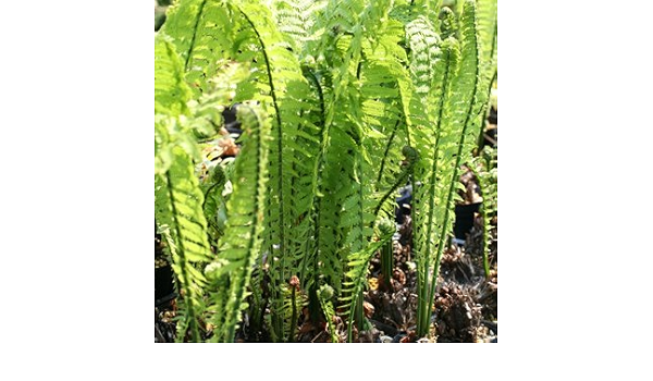 Amazon 山菜 コゴミ苗 3 5寸ポット 野菜