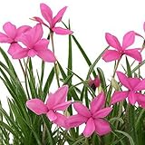 (山野草)アッツザクラ(ロードヒポキシス) ピンク系 3号(お買い得3ポットセット) 本州・四国限定[生体]