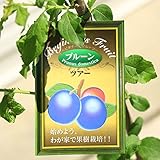 果樹苗・植木・庭木：プルーン各種　5寸ポット（ツアー、スタンレイ、エル・カミーノ） (ツアー)