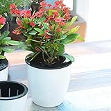 (サンライン)Sun Line プランター 植木鉢 フラワーポット ガーデニング 家庭菜園・ベランダ菜園用 インテリア アウトドア デコレーション　 (S)