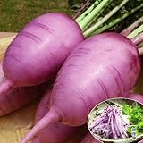 【メール便配送】　国華園　野菜たね　ダイコン　F 1 味いちばん紫　1袋(50粒)【※発送が国華園からの場合のみ正規品です】