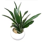 都城・万年青（おもと）白色陶器ウォーターサンド植え　引越しの縁起ものとして重宝されている、丈夫で育てやすい　観葉植物