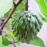 アテモヤ苗(ジェフナー種 )大苗　接木苗