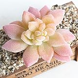 SUND　小型　人工観葉植物　多肉植物　造花　DIY　模造葉　ミニ多肉植物　フロッキング　手触りいい　手作り　インテリア　雑貨　高品質　枯れない　結婚式　誕生日　発表会　入学式　卒業式　適用　選べる3
