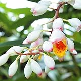 国華園　有用植物苗　ゲットウ　月桃　1株【※発送が国華園からの場合のみ正規品です】