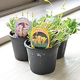 相武ガーデン 店長お任せ オキザリス3種セット