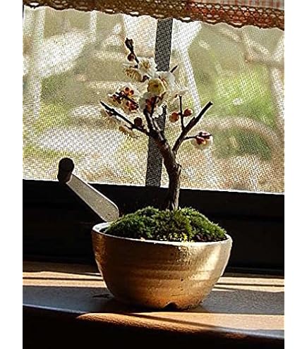 Amazon | 盆栽 梅 花芽付き！緋梅（一重咲き、赤花）(曲付き）ミニ盆栽