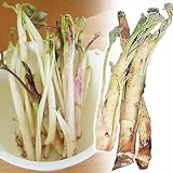 国華園　山菜苗　ウド　6株【※発送が国華園からの場合のみ正規品です】