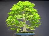 Seifu Seeds Bonsai seeds 50pcs/pack Dawn Redwood Bonsai Tree Grove - Metasequoia glyptostroboides,DI