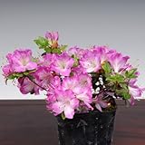 苗：深山霧島つつじ（満月）