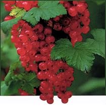 スグリ　苗 61Zynd9jrhL._AC_UF350,