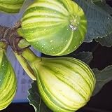 イチジク 苗木 ゼブラスイート（手毬イチジク） 13.5cmポット苗 いちじく 苗 無花果