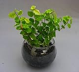 ハイドロカルチャー観葉植物（炭）２鉢セット　バブ10　モノトーンのシックなデザインで落ち着きのある雰囲気を演出します。炭は、ホルムアルデヒドや有害な化学物質を吸着除去し、空気中にあるマイナスイオンを増