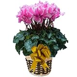 【 予約受付中 】 さかもと園芸　達人のシクラメン　【 ウェーブピンク 】　花鉢植え　ギフト　プレゼント　贈答品　クリスマス　お歳暮