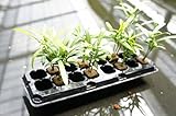 園芸農家から新鮮な苗をお届けします。　ハイドロカルチャー　観葉植物　オアシス苗　イヌマキ　８本