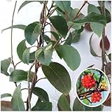 長尺つるもの：ビナンカズラ5号ポット長さ1.5m[常緑性][美男蔓・サネカズラ] ノーブランド品