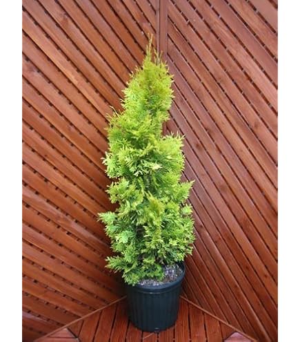 Amazon.co.jp: ヨーロッパゴールド 4本セット（コニファー） : DIY