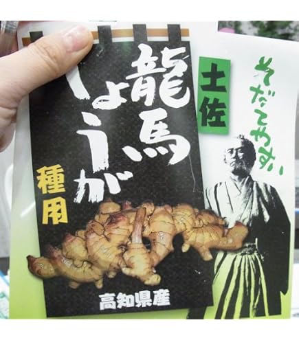 Amazon.co.jp: 金時紅 大生姜 種生姜 長崎県産 山陽種苗 (1kg) : DIY