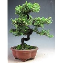 八房杜松　盆栽　杜松　トショウ Amazon.co.jp: 盆栽 八房杜松/トショウ【現品】（3409） : DIY