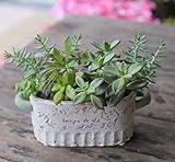 多肉植物 寄せ植え セット taniku de キッチン L サイズ