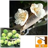 ウメ（梅）：しろかが（白加賀）4～5号ポット[晩生大果種 梅酒、梅干、梅ジャムに][苗木]