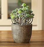 UrbanStyle(アーバンスタイル) 多肉植物 ミディ 小人の祭 インテリアグリーン フェイクグリーン 人工観葉植物