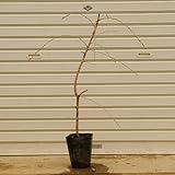 庭木:八重しだれ桜(八重紅枝垂れ桜)