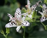 【山野草】ホトトギス「小紋」