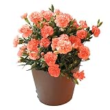 母の日 2018 送料無料 選べる鉢植えカーネーション5号サイズ （お日様オレンジ） 花 ギフト プレゼント