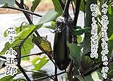 【てしまの苗】接木ナス/小五郎 9cmポット