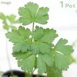 (観葉)ハーブ苗 イタリアンパセリ 3号(1ポット) 家庭菜園 本州・四国限定[生体]