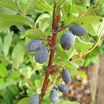 Amazon.co.jp: ハスカップの苗木 12-13.5cmポット苗 1年生苗 : DIY