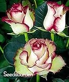 新しい新鮮な種子レアホワイトブラックエッジは種子植物のホームガーデン100個/パック用の鉢植えローズフラワー種子のバルコニーを、＃IS3WMSローズ