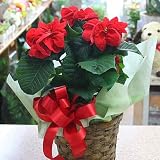 ポインセチア鉢植え ウィンターローズ かご付 冬の花鉢はバラのようなポインセチアのクリスマスフラワー