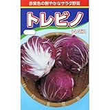 葉菜類 種 トレビス 裸種子千粒