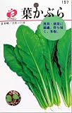 葉かぶら　タネ