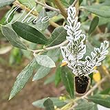 【5本セット】 オリーブ 樹高0.3m前後 9cmポット オリーブの木 鉢植え 苗木 植木 苗 庭木 生け垣