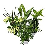 花市場直送便 ミニ観葉 角鉢 2.5寸 24入