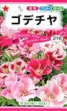 トーホク ゴデチヤ 花 0.7ml
