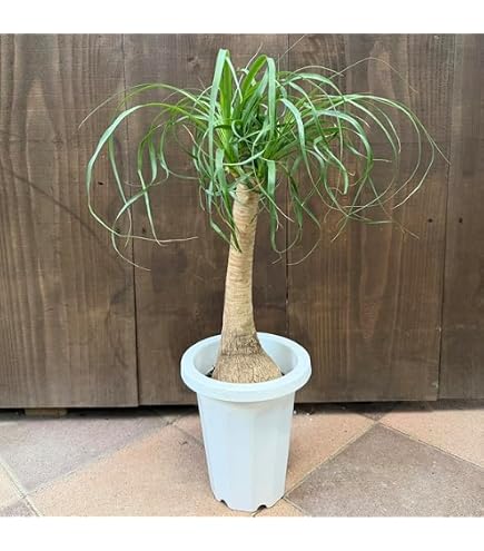 Amazon｜トックリラン 2 ポニーテール ノリナ 観葉植物 塊根植物 10cm