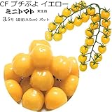 実生 ミニトマト 苗 ＣＦプチぷよイエロー トマト